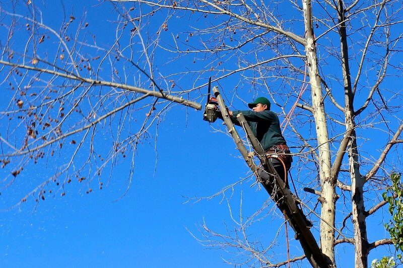Claves de la limpieza forestal y de montes